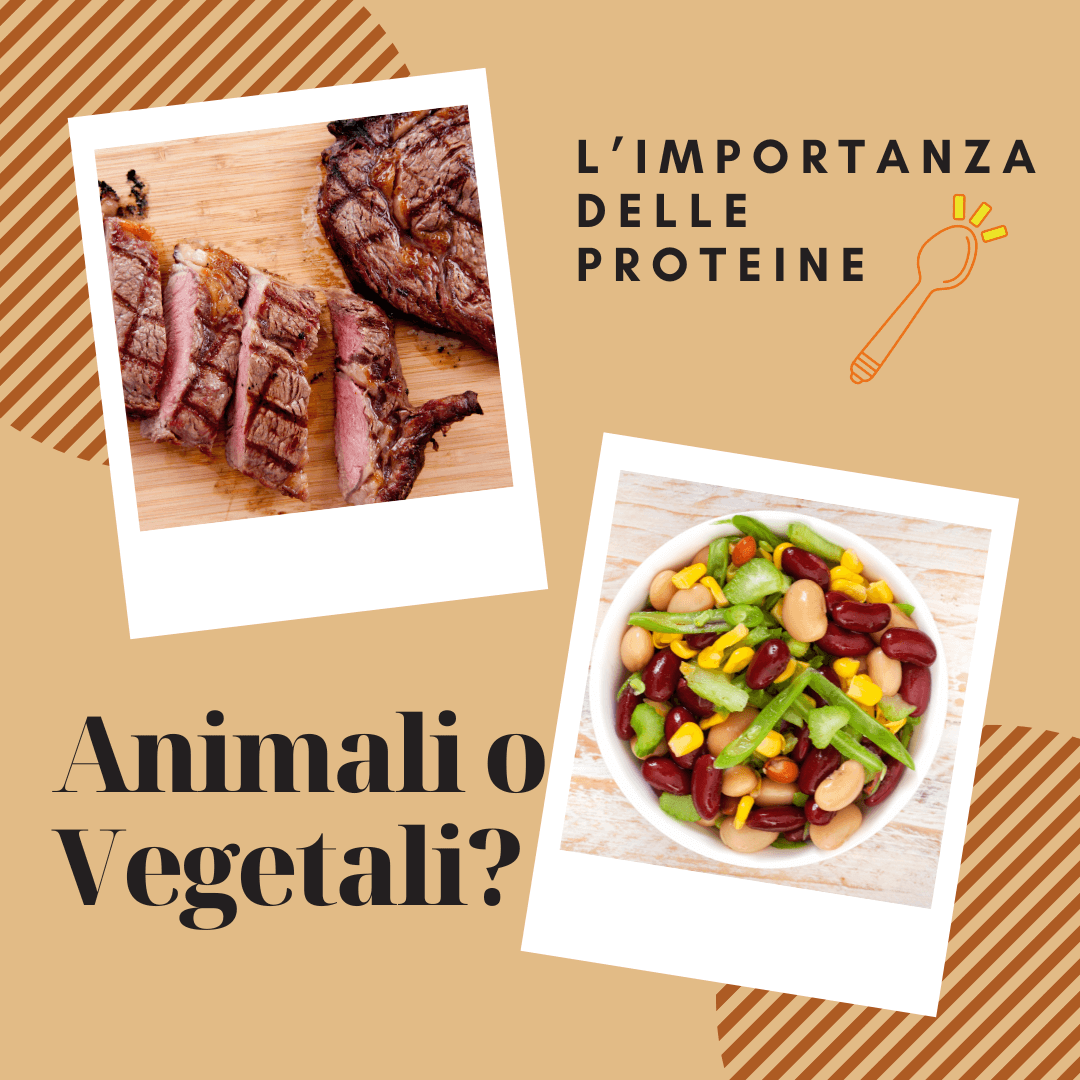 Proteine vegetali animali e perché?